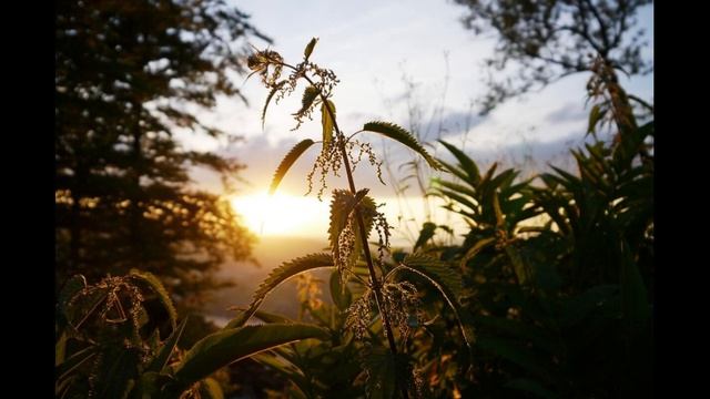 11 июля Крапивное заговенье, Троеручница. Канун Петрова дня. Что нужно и нельзя делать сегодня. смотреть онлайн