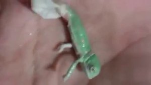 Как рождается хамелеон?Смотрим!