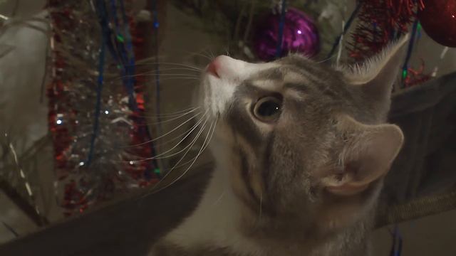 Тигра: охота на попугаев смотреть онлайн