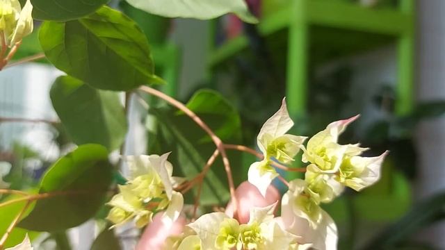 Бугенвиллия Limberlost Beauty смотреть онлайн