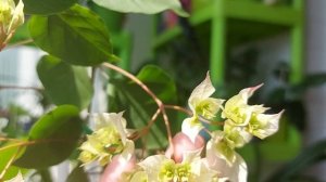 Бугенвиллия Limberlost Beauty