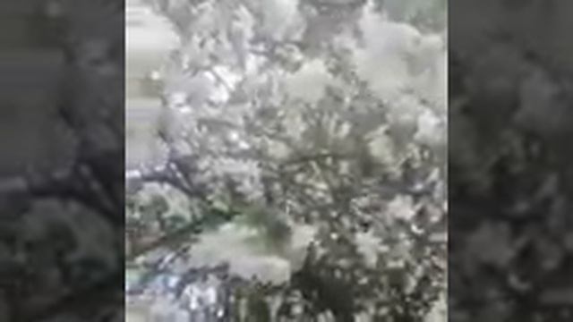 Черёмуха белая смотреть онлайн