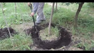 Часть 2 Подготовка кома дерева