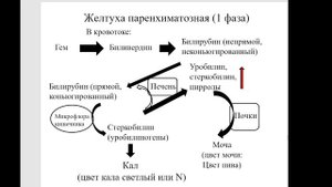 Частная биохимия. Печень. Часть 3
