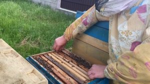 Продолжаю обработку от гнильца. И немного о мешотчатом расплоде!)