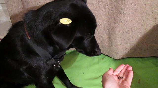 Начинать никогда не поздно. Отказ от еды в исполнении Переца. смотреть онлайн