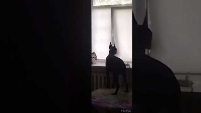 Доберман любопытен как и все))))))