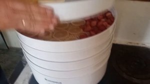 фруктовые чипсы - сушка фруктов - боярышник