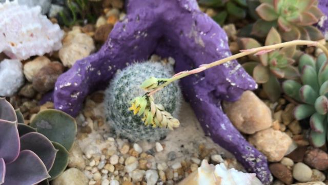 Succulent Garden One Month Update смотреть онлайн