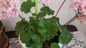 Мультипеларгония Сага, особенности сорта