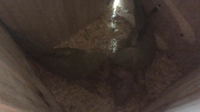 Ожереловые попугаи. Семейная идиллия 18.04.15 121 смотреть онлайн