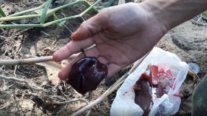 Приплыл На необитаемый Остров Ловлю Сома На печень в Астраханской Области