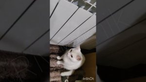 Как стравить воздух в батарее отопления.