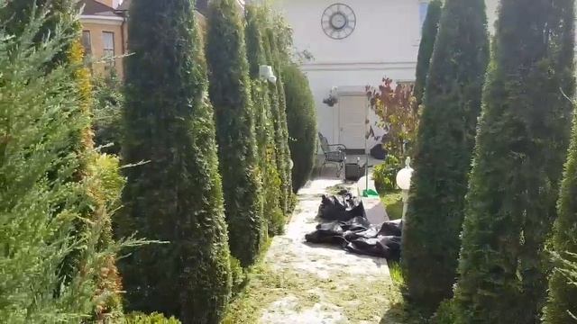 Стрижка туй Москва и Московская область +79990008108 смотреть онлайн