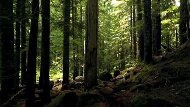 Эти СУЩЕСТВА Были СНЯТЫ на Камеру! Самые Страшные Создания от Которых Мурашки по Телу!