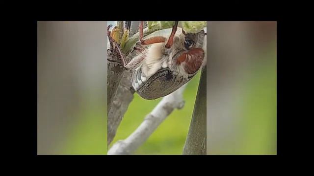 Майский жук cockchafer, chafer смотреть онлайн