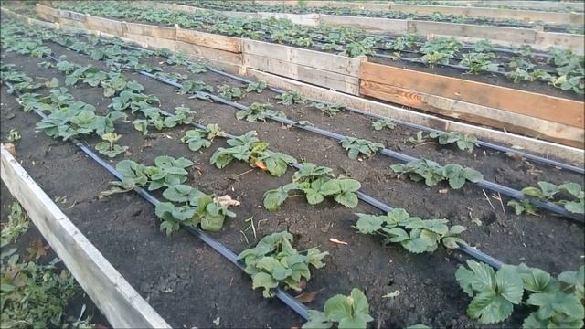 СЕКРЕТЫ ВЫРАЩИВАНИЯ КЛУБНИКИ. ГДЕ ВЗЯТЬ?! Подглядываем новые идеи для клубники. Клубничный бизнес смотреть онлайн