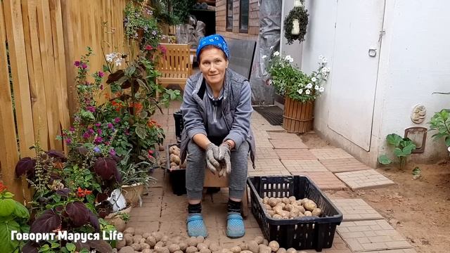 СХОЖУ С УМА ПО ЭТОМУ! Новый огород и гектар картошки 13 сентября 2022 смотреть онлайн