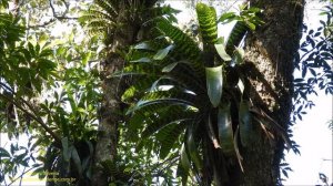 King of Bromeliads (Vriesea hieroglyphica) wild plant recorded in the Forest, by Antonio Silveira