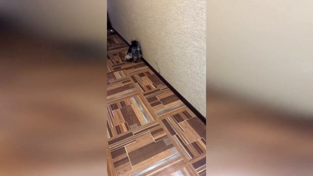 #Сидимдома Лаки пришёл с прогулки!!! смотреть онлайн