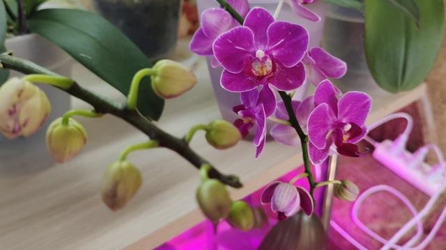 Орхидея Мастер Пис зацвела впервые! Ещё одна интересная новость! смотреть онлайн