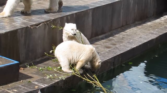 Медвежата доедают зелень с ветки 24.06.2019 смотреть онлайн