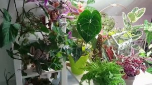 6 Пеперомий или что делать с новичками осенью-зимой