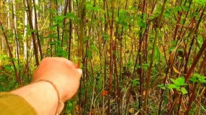 12.?☠?МЕСЯЦ ВЫЖИВАНИЕ В ДИКОЙ ПРИРОДЕ БЕЗ НИЧЕГО _ ПЕРВОБЫТНЫЕ СПИЧКИ _ ЛОВУШКА ДЛЯ РЫБЫ _ САМОДЕЛКИ