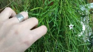 Что простимулировало зацвести мою хойю. хойя ретуза