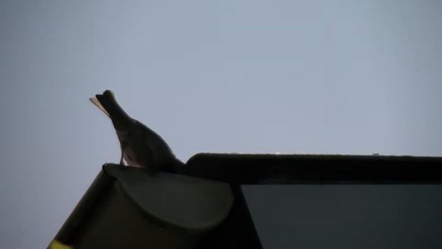 Биосфера. Воробьи. Уголок жизни на краю крыши... смотреть онлайн