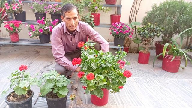 जरीनियम का पौधा फूलों से भर जाएगा l Jarenium plant will be फिल्ड with flowers смотреть онлайн