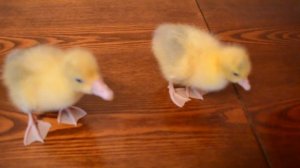 Прикольные гусята