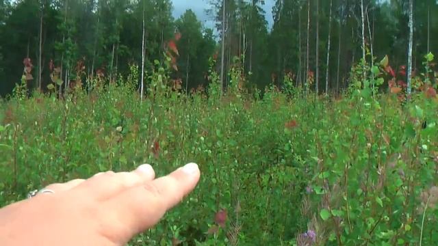 СБОР ДИКОЙ МАЛИНЫ В МЕДВЕЖЬЕМ УГЛУ|Как сохранить аромат и свежесть вкуса|Польза луговых трав. смотреть онлайн