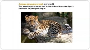 Занятие 6. Берегите животных.