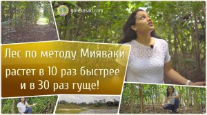 Лес по методу Мияваки растет в 10 раз быстрее и в 30 раз гуще!