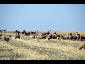 Овцы в фермерском хозяйстве Пашковых. Экспедиция по гусеводческим хозяйствам №2.