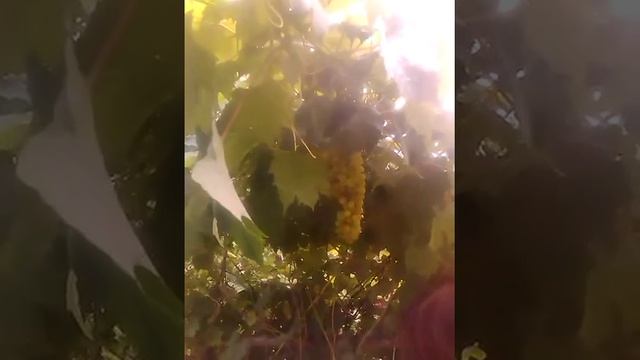 Розыгрыш с виноградом часть 2 (Это дамские пальчики)))хаха смотреть онлайн