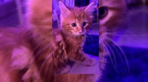 Тима Белоруских незабудка. speed up