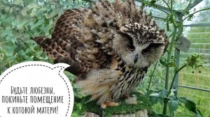 Как кошка Морошка к сове Ёлке в гости пришла, а сова не рада