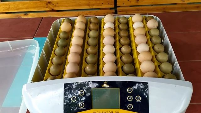 Наша дача.Дожди.Печалька с инкубатором. смотреть онлайн