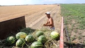 Арбуз Херсонщины #7 Первая выборка, Урожайность, Пробуем арбуз, Скоро собирать!