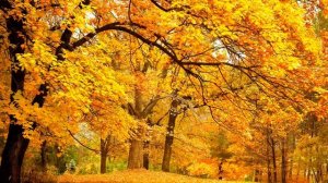 Футаж Осенний 4