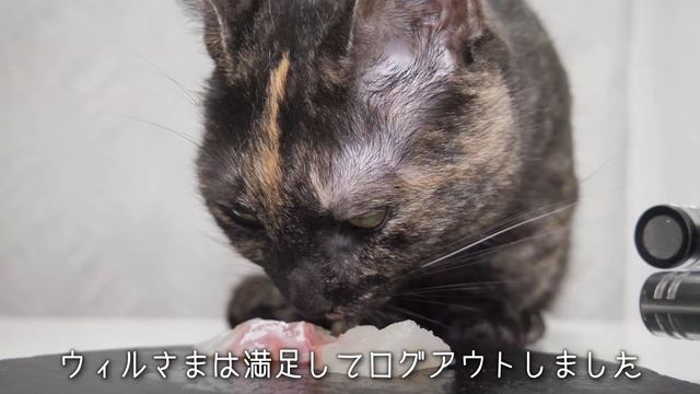 【ASMR】鯛のお刺身をムシャムシャ食べる猫の咀嚼音🐈⬛🐈🐟🎧 смотреть онлайн