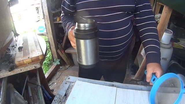 Как приготовить пшеницу для ловли крупной плотвы