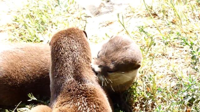 Zwergotter (Aonyx cinereus) Nachwuchs. Asian small-clawed otter. Superzoom Panasonic Lumix fz82/83 смотреть онлайн