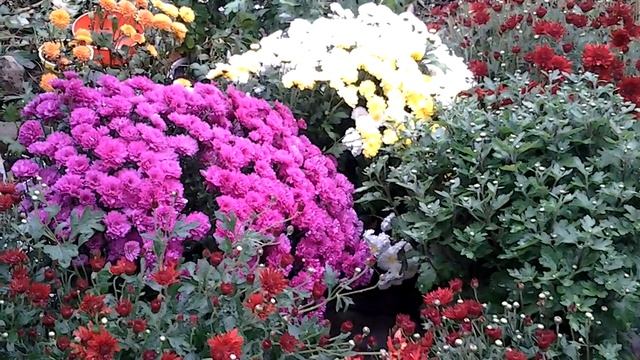#хризантема Осень пересадка в горшки 2020 смотреть онлайн