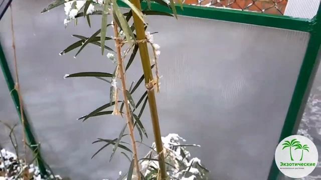 Минитеплица для укрытия растений.
