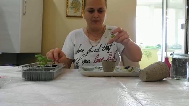 пересадка пеларгоний в торфяные горшочки, супер решение