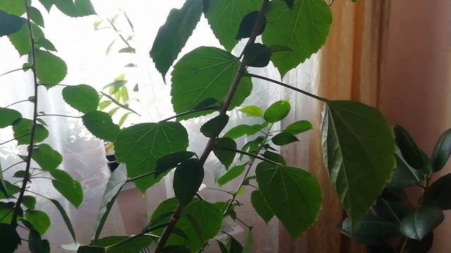 ?ОБРЕЗКА Гибискуса./Обрезка Гибискуса Комнатного формирование кроны