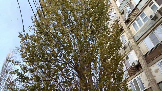 Листья желтые над городом кружатся, С тихим шорохом нам под ноги ложатся. И от осени не спрятаться смотреть онлайн